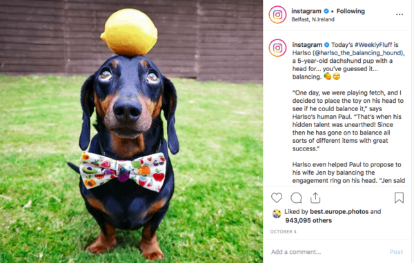 Instagram official account post featuring a Dachshund dog balancing a ball on its nose and wearing a bow tie 