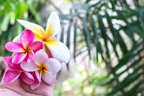 rescue spa day hawaiian flowers