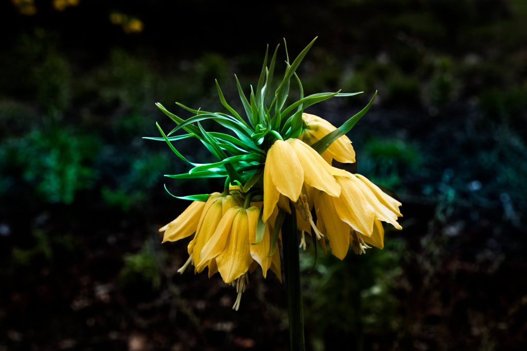 flowers in the garden