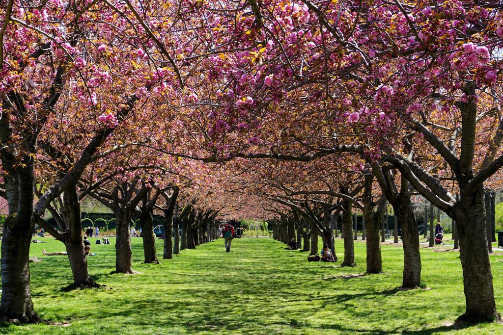 brooklyn botanical garden