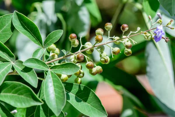 Chaste tree fruit for mesntrual health