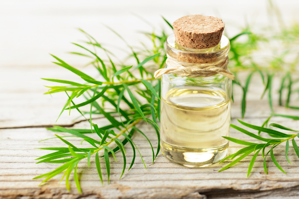 A host of benefits of tea tree oil