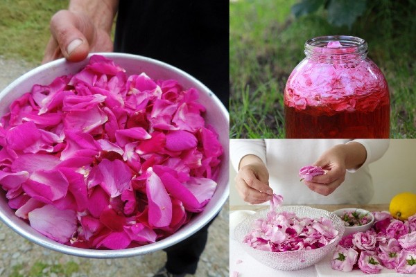 Picking the best rose petals for cooking