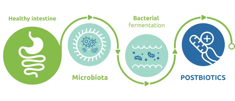 Lifecycle of postbiotics on health